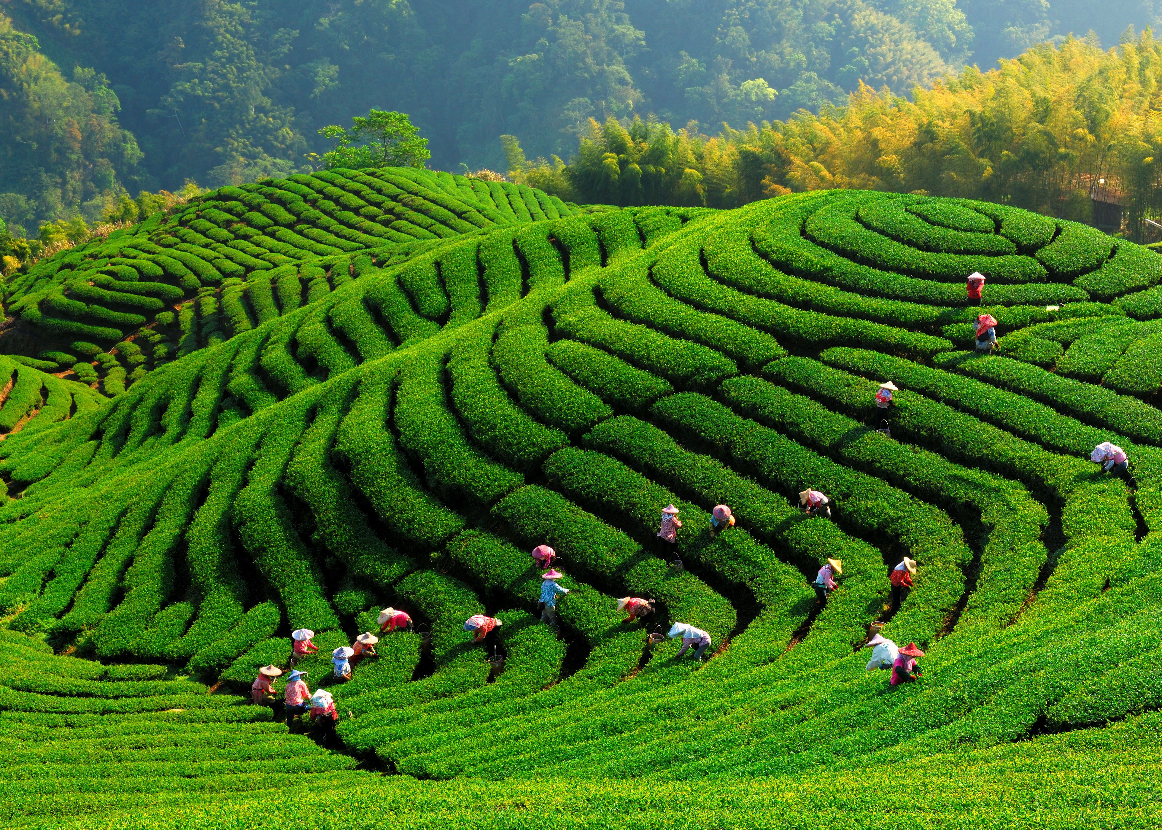 Garden tea