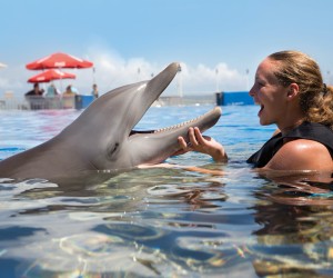 Уникальное предложение: Волшебное плавание с дельфинами в Rixos Premium Belek!