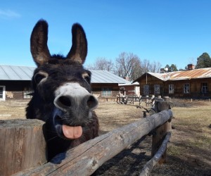 Весенние забавы на Дворцовой ферме: Празднование Масленицы и программа "Сказки козы Сильвы". Давайте встречать весну вместе!